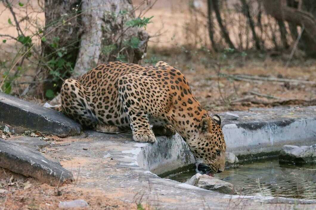 jhalana leopard safari