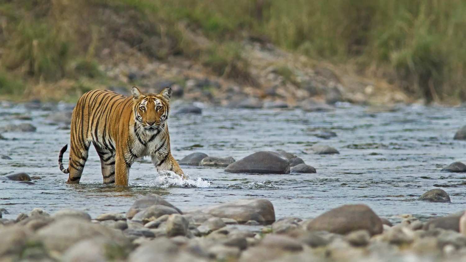 jim corbett national park