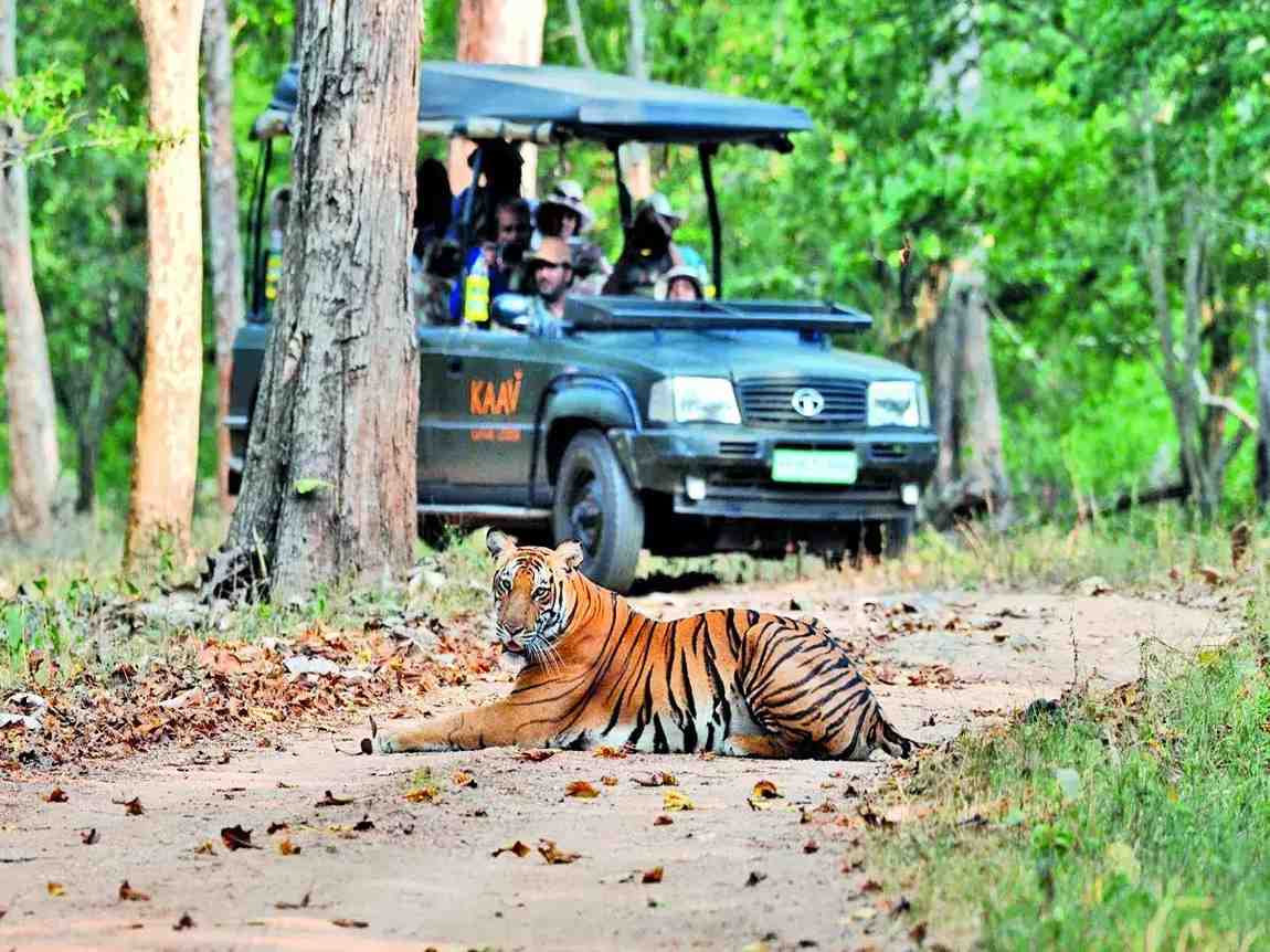 kabini tiger reserve safari booking