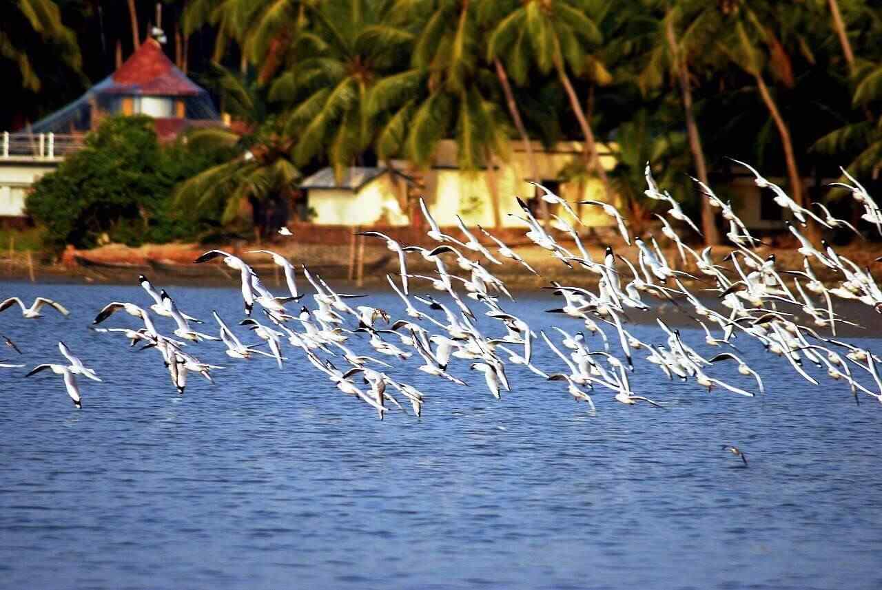 kadalundi bird sanctuary