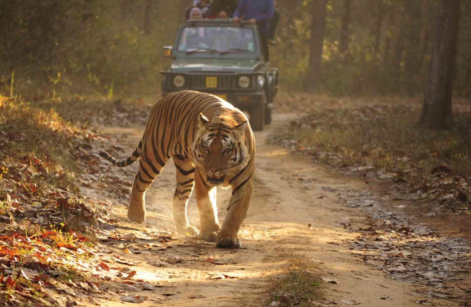 kanha national park