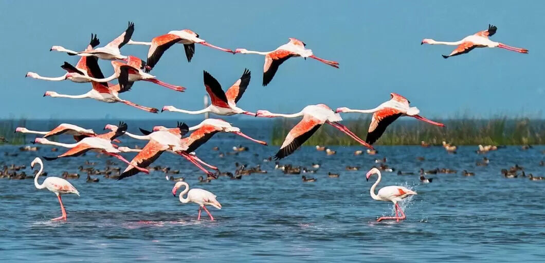 kanwar lake bird sanctuary