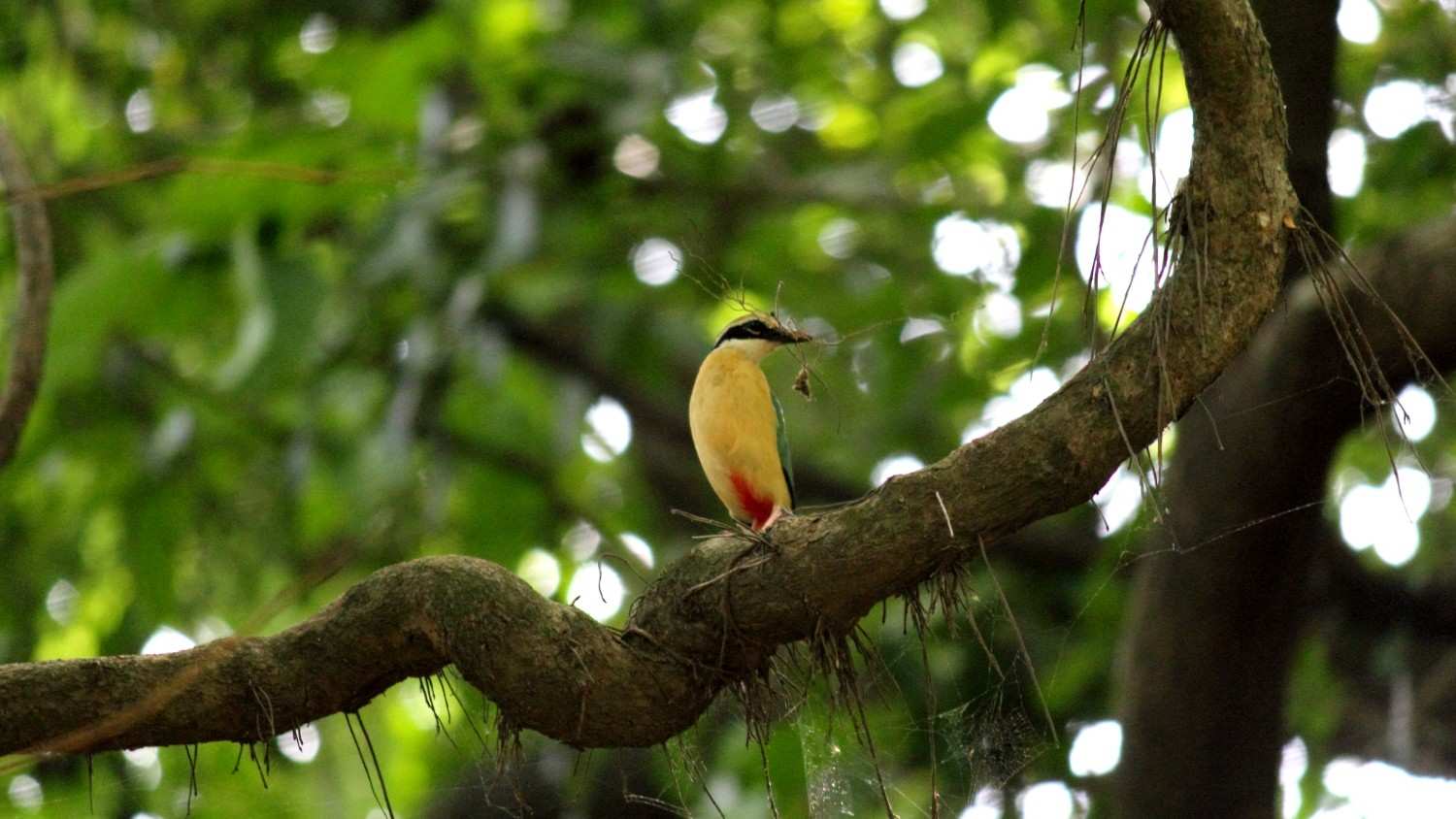 karnala bird sanctuary in maharashtra