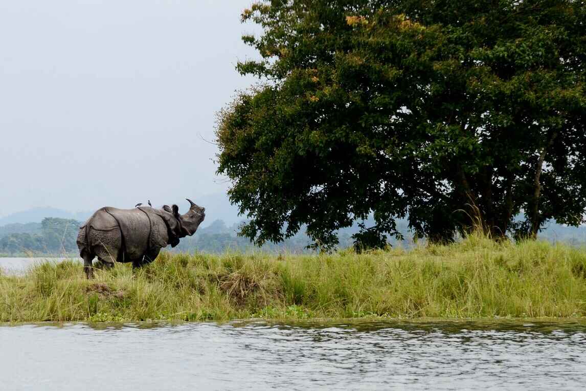 kaziranga december