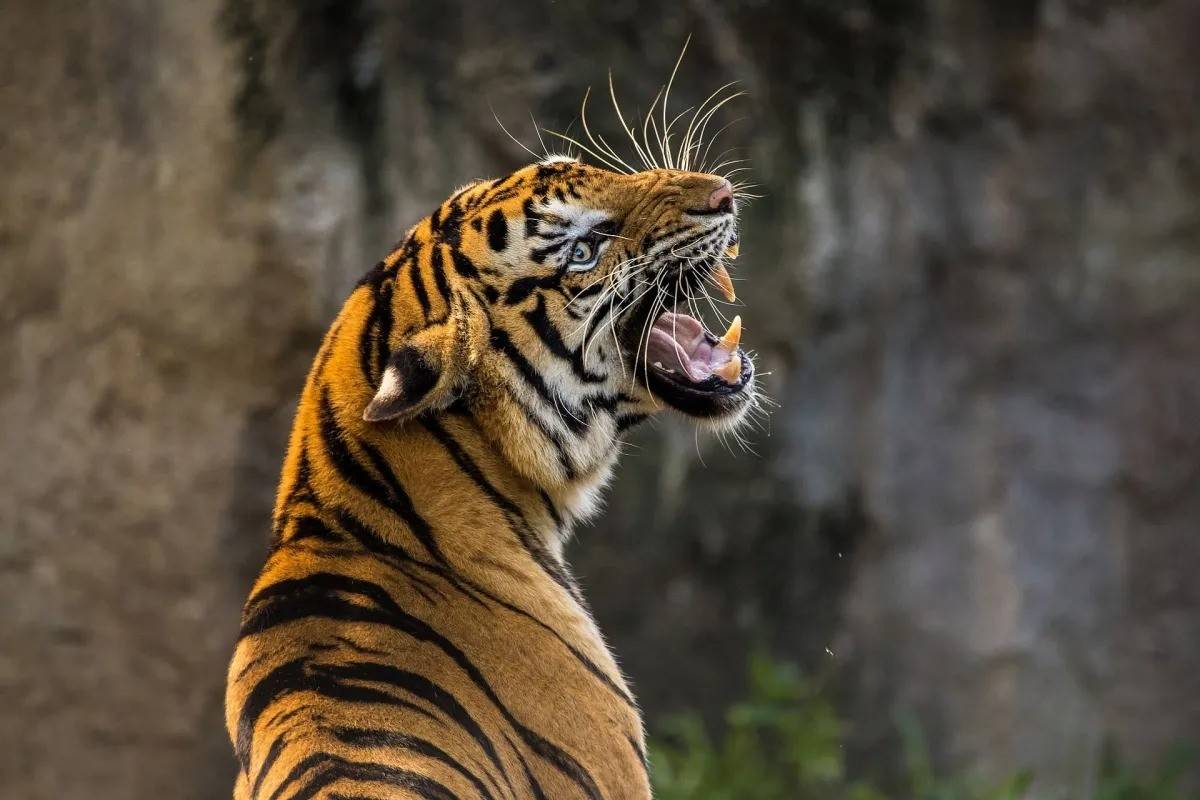 kaziranga national park