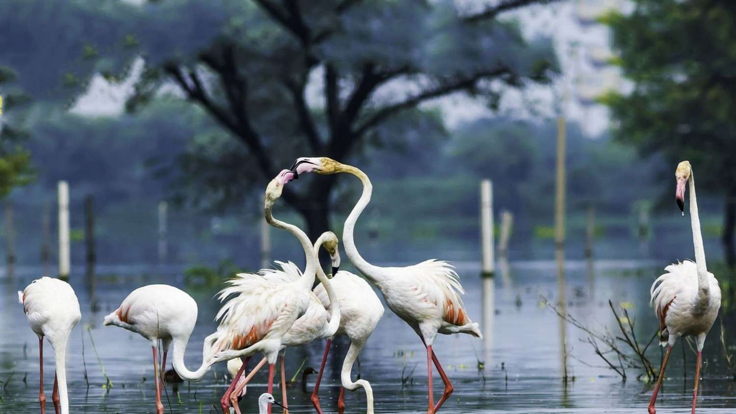 keoladeo ghana bird sanctuary