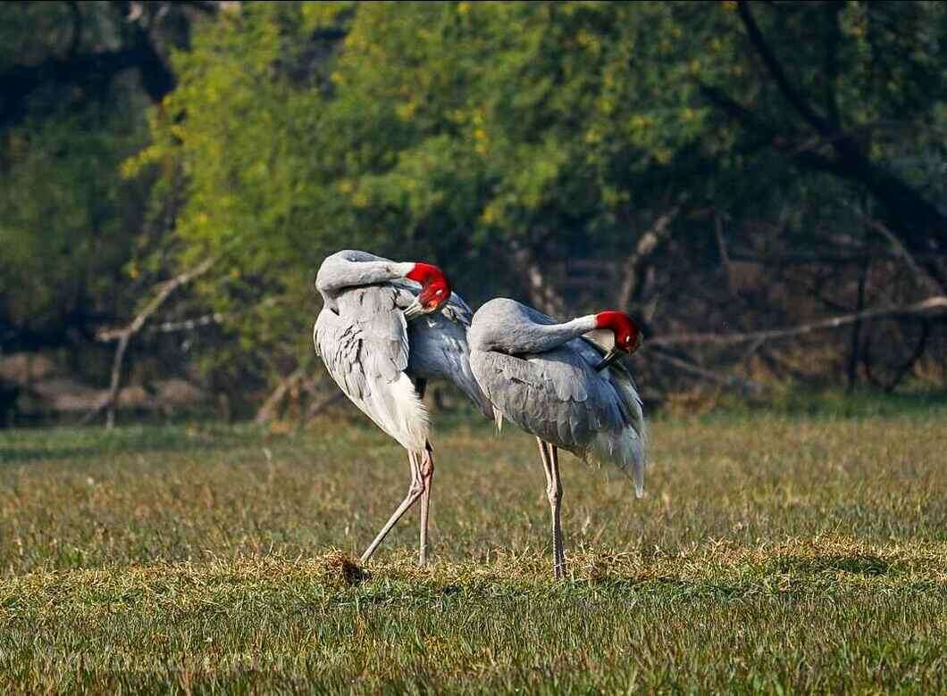 keoladeo national park