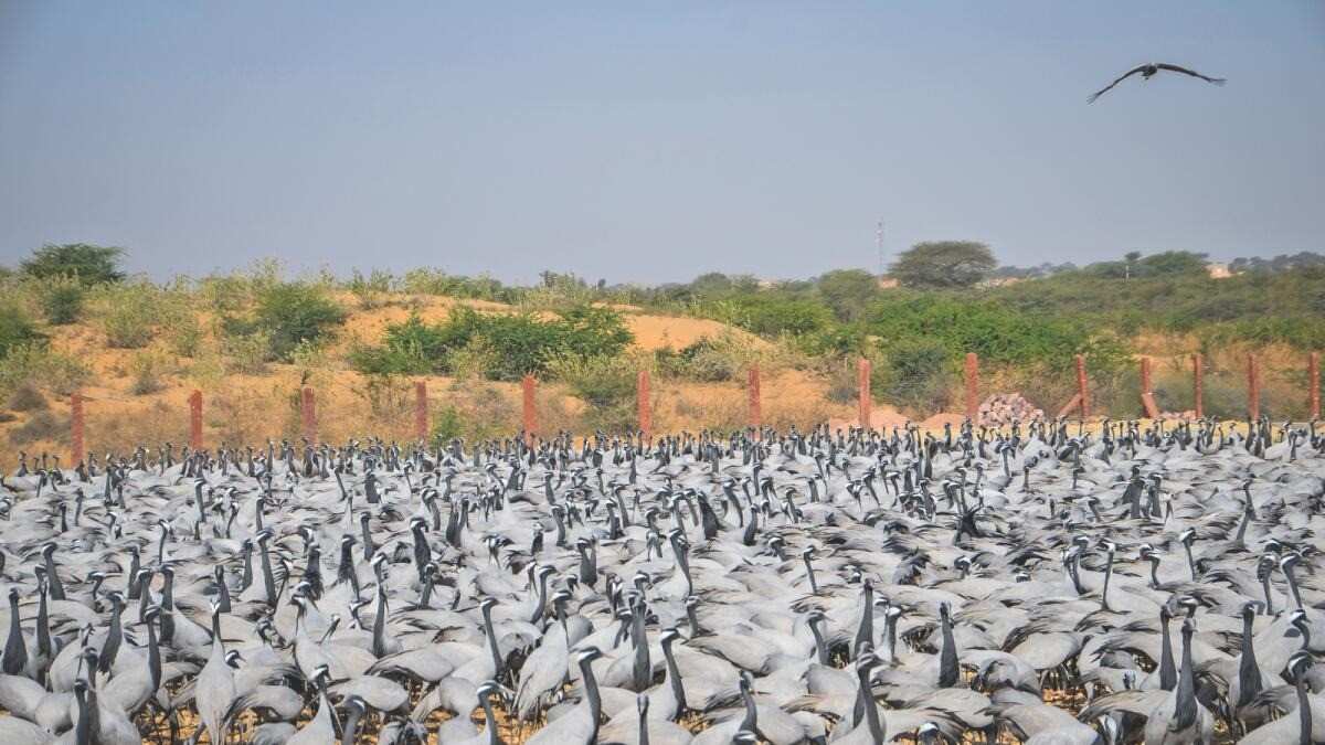 khichan bird sanctuary