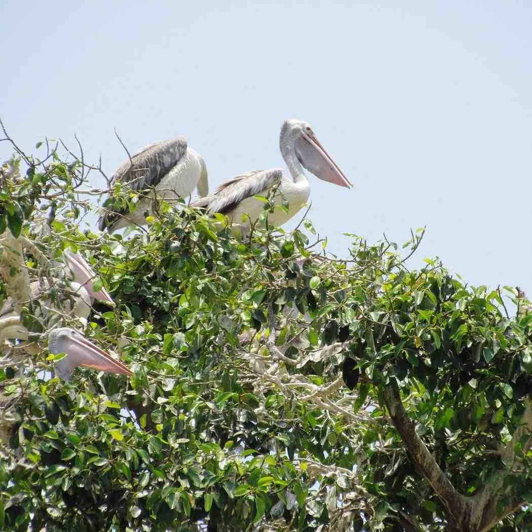 kokkare bellur bird sanctuary