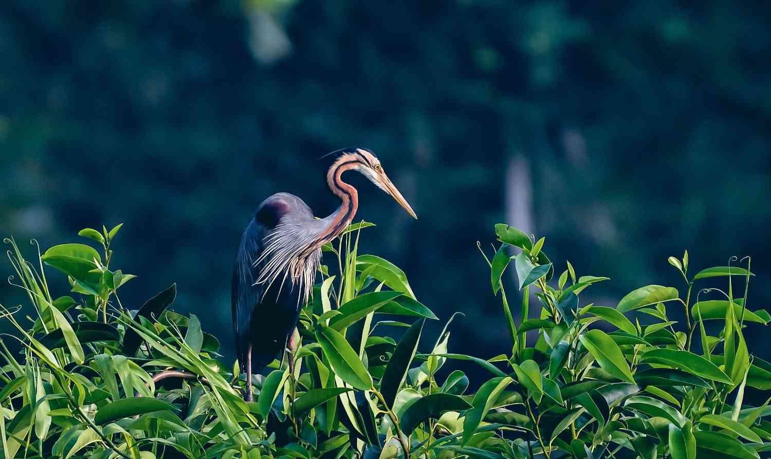 kumarakom bird sanctuary