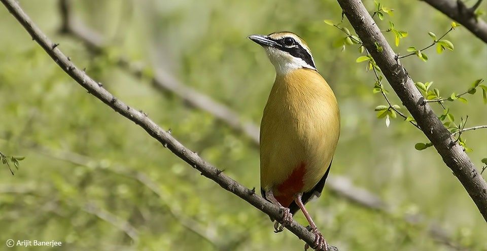 kumbhalgarh wildlife sanctuary