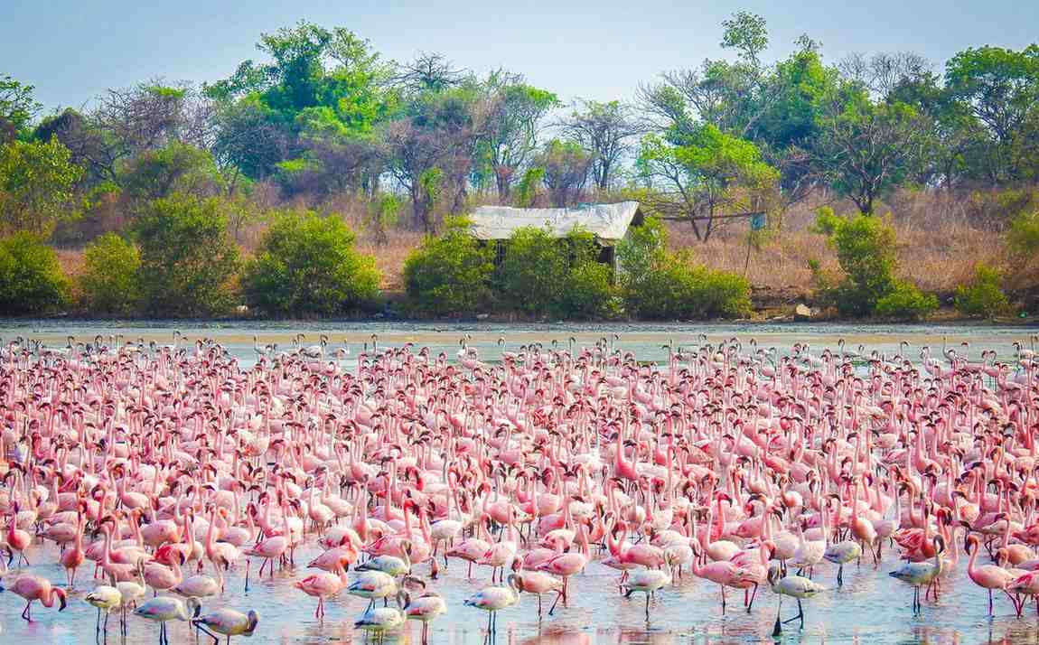 kutch desert wildlife sanctuary