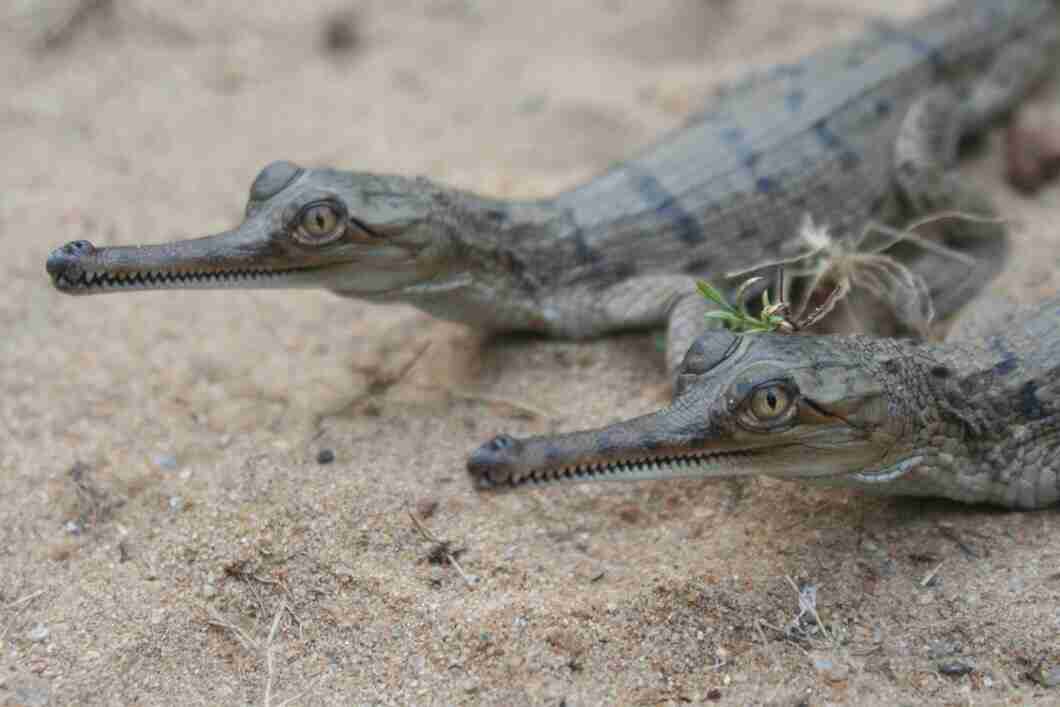 madras crocodile bank