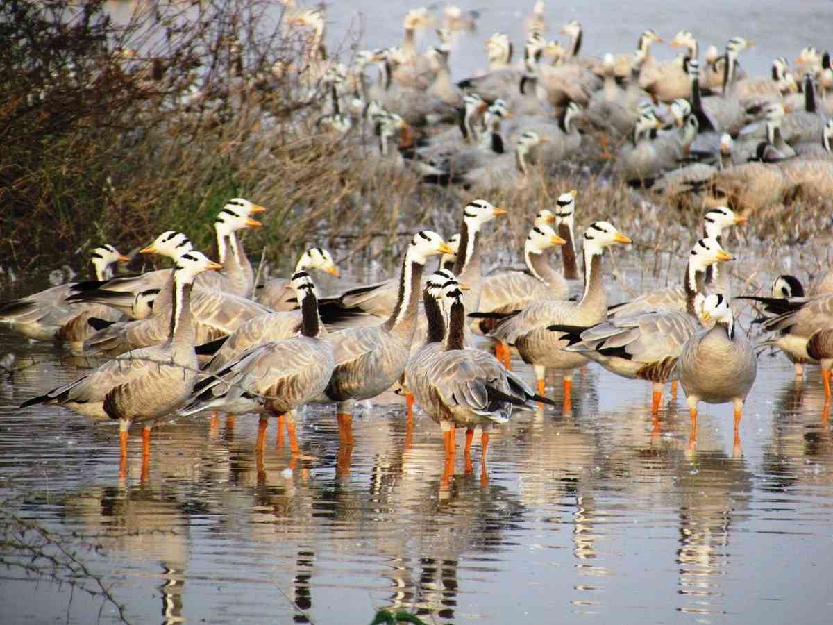 magadi bird sanctuary