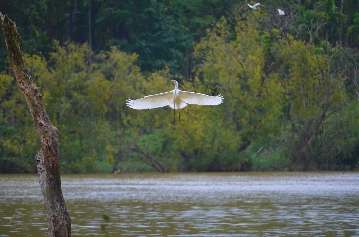 mandagadde bird sanctuary