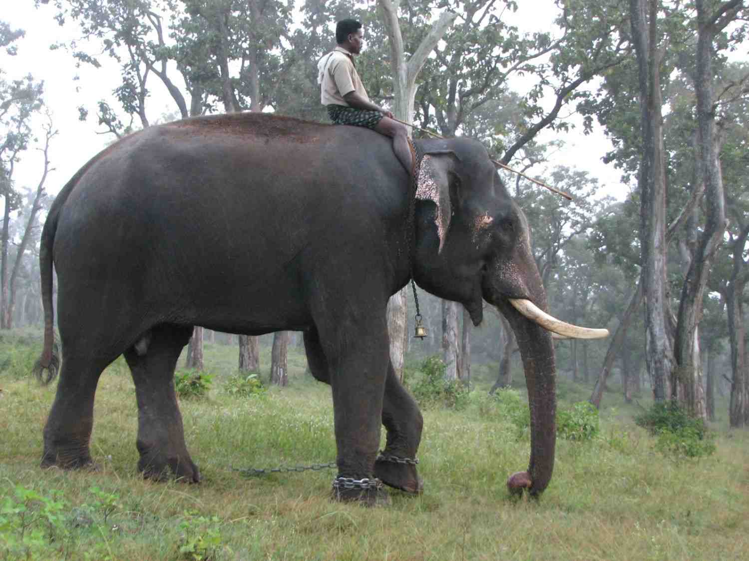 mathikettan shola national park