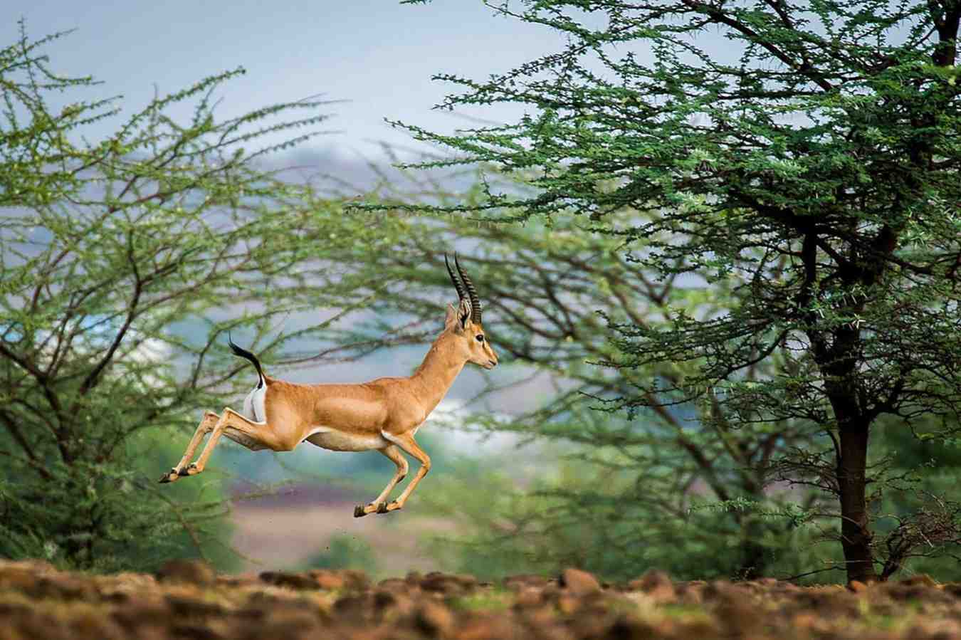 mayureshwar wildlife sanctuary