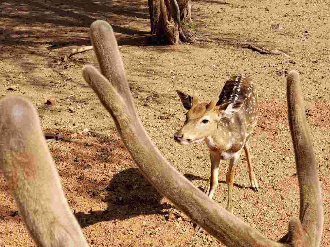 mrugavani national park