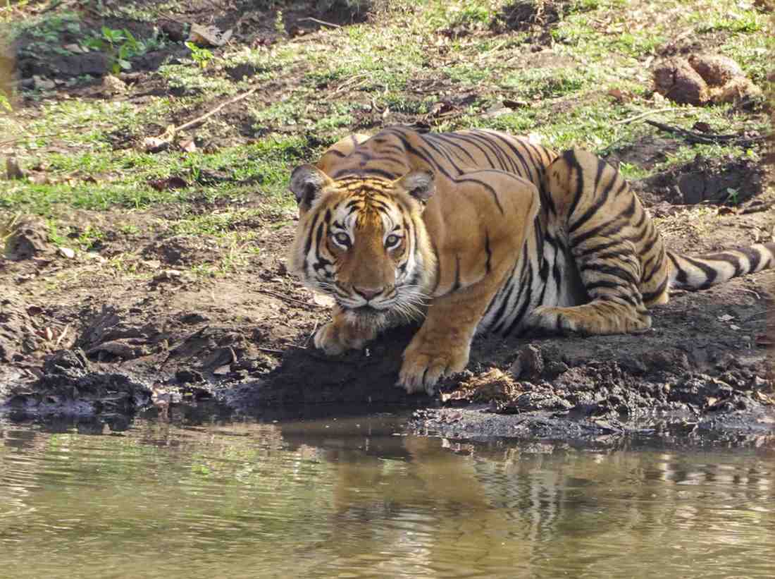 mudumalai national park