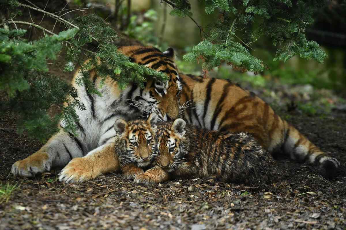 mukundara tiger reserve