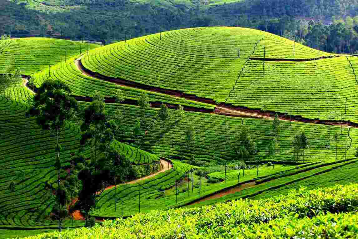 munnar kerala1