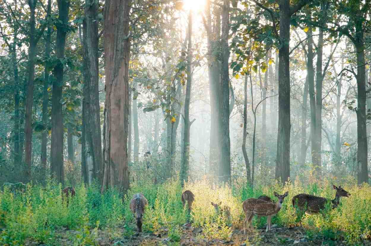 nagarahole tiger reserve