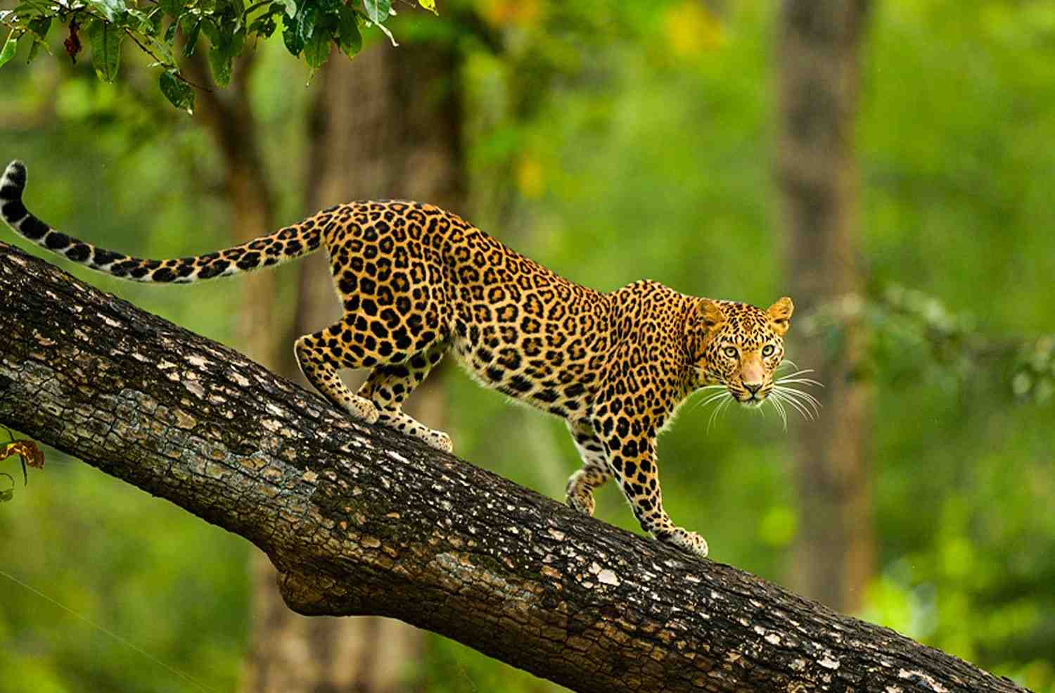 nagarhole national park 