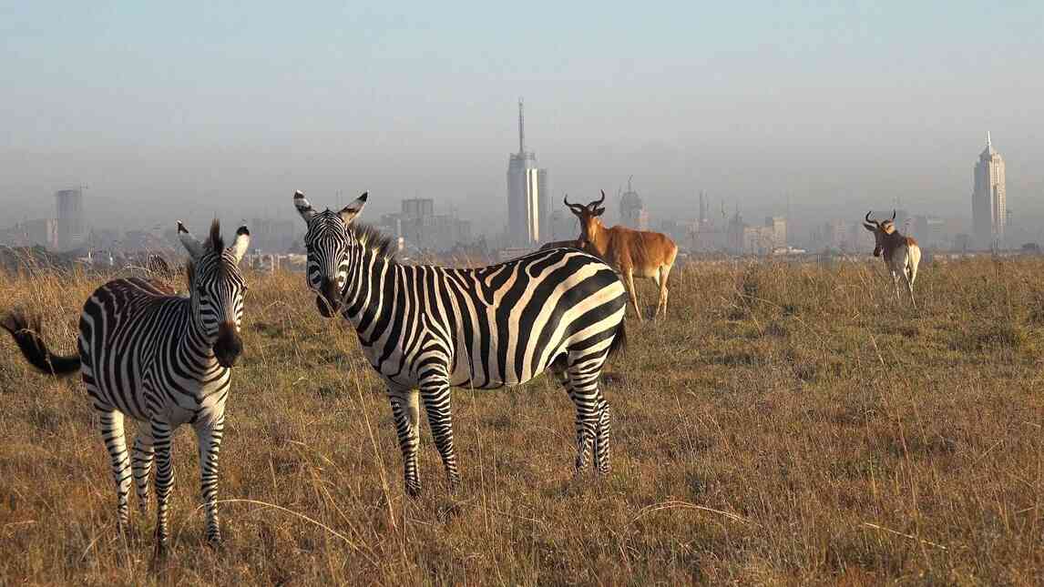 What Is Kenya Famous For: Top 20 Popular Places & Things in Kenya