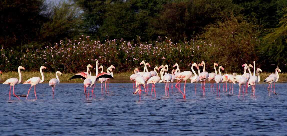 nalsarovar bird sanctuary