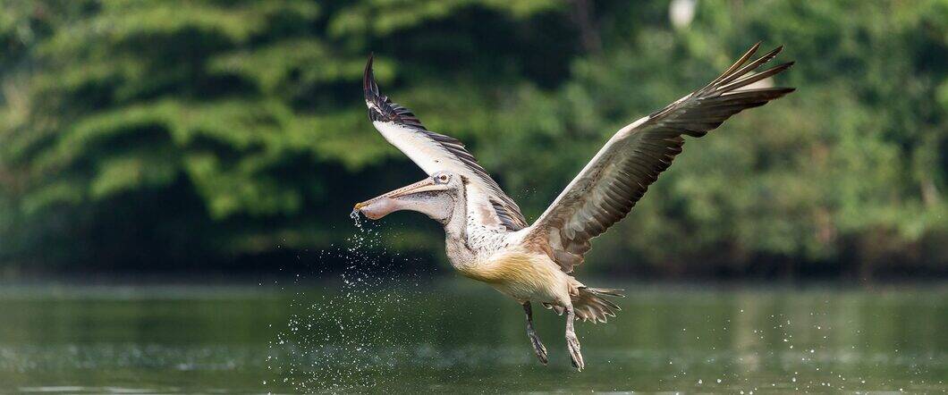 nalsarovar bird sanctuary