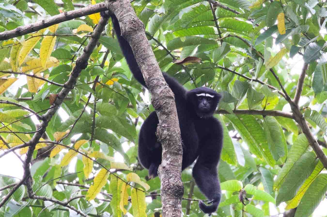 namdapha national park