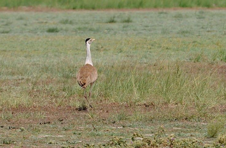 narnala wildlife sanctuary in maharashtra