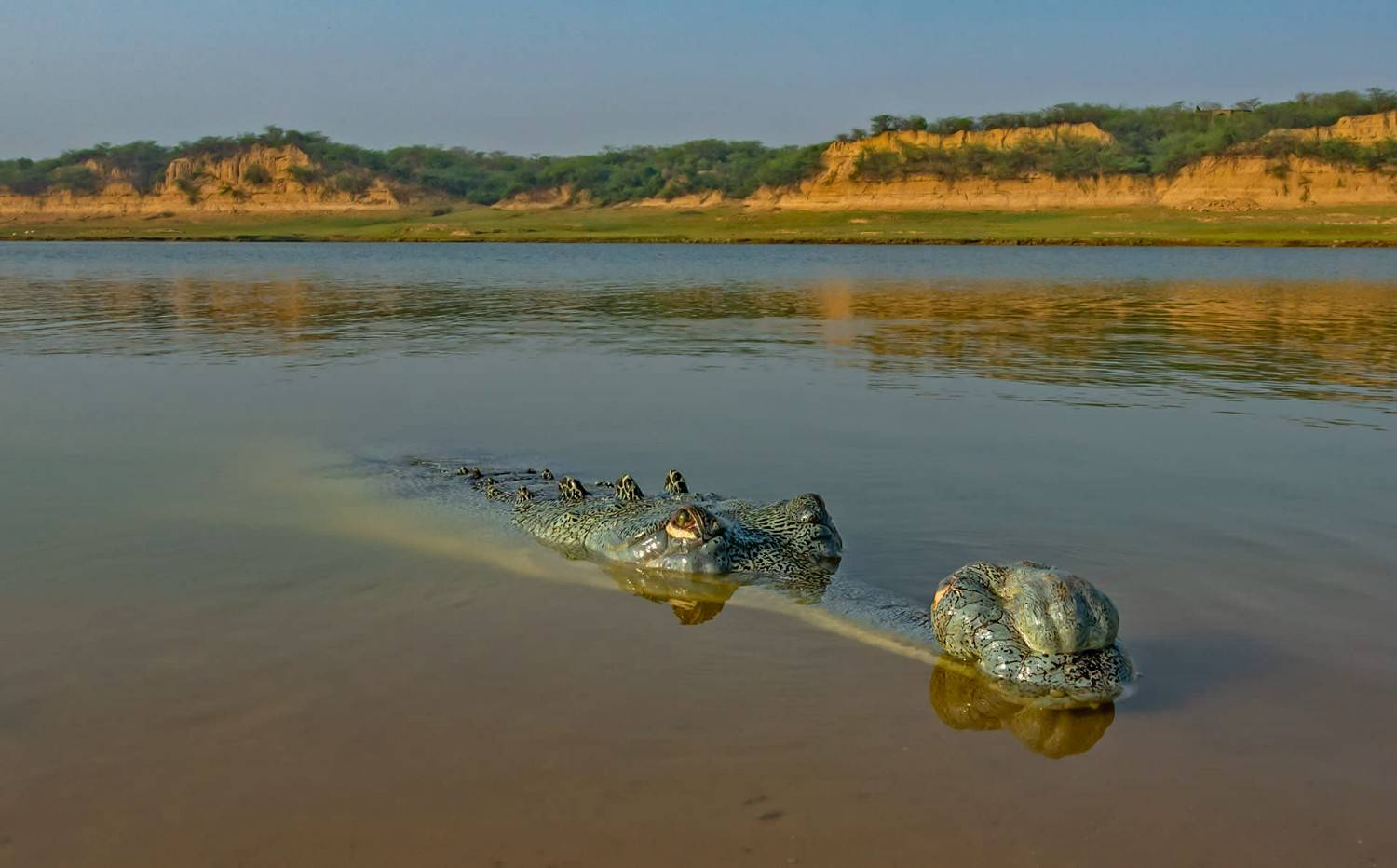 national chambal wildlife sanctuary