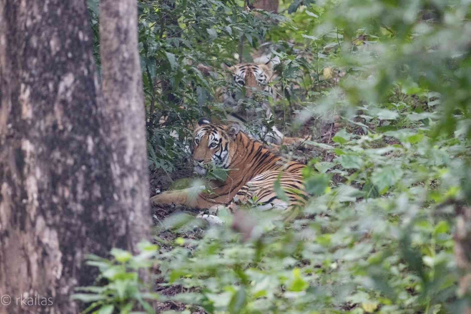 nawegaon nagzira tiger reserve