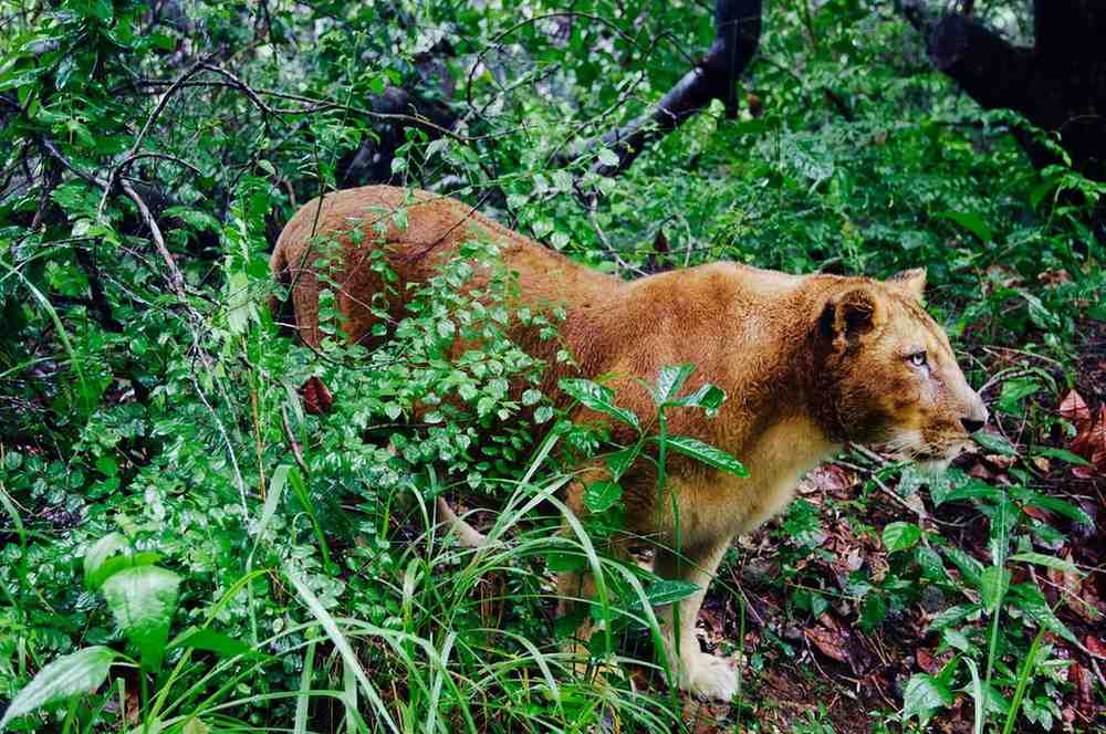 neyyar wildlife sanctuary