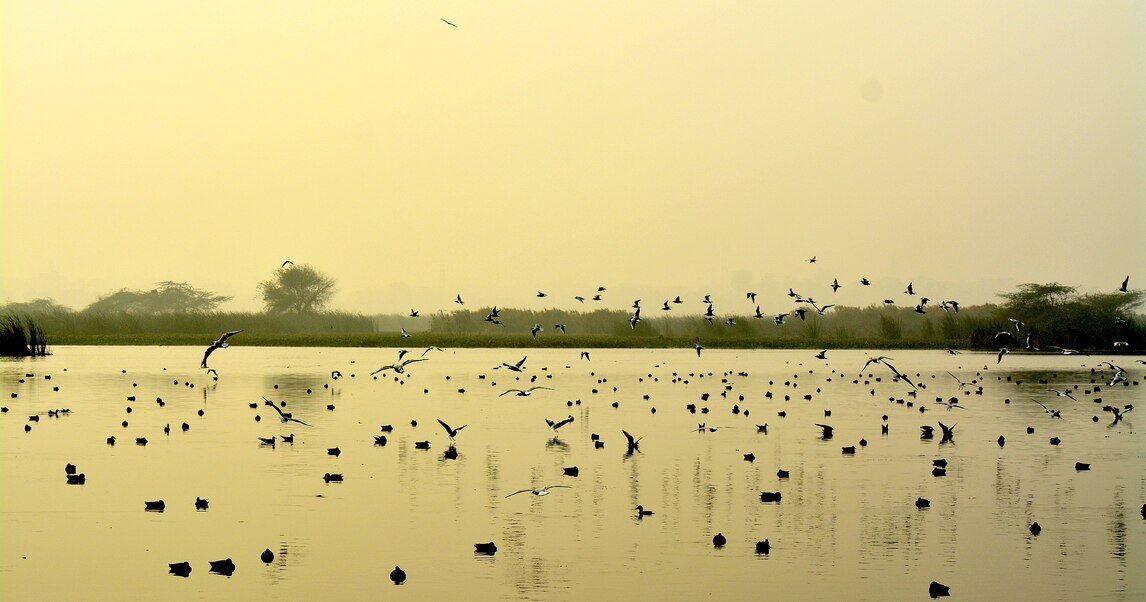 okhla bird