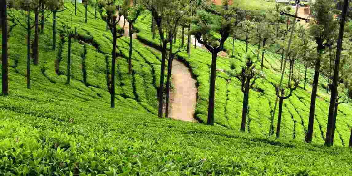 ooty image