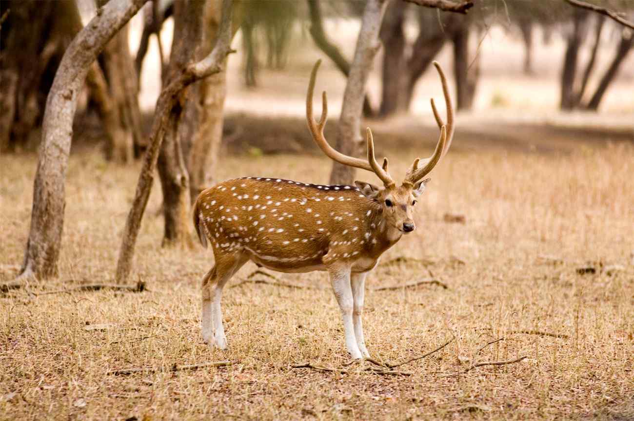 pania wildlife sanctuary amreli