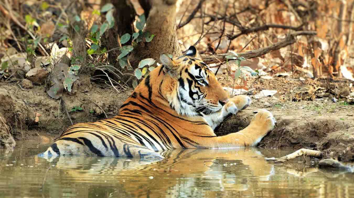 panna national park