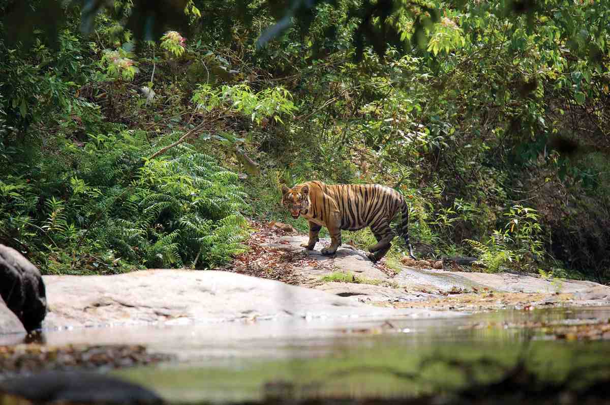 parambikulam tiger reserve