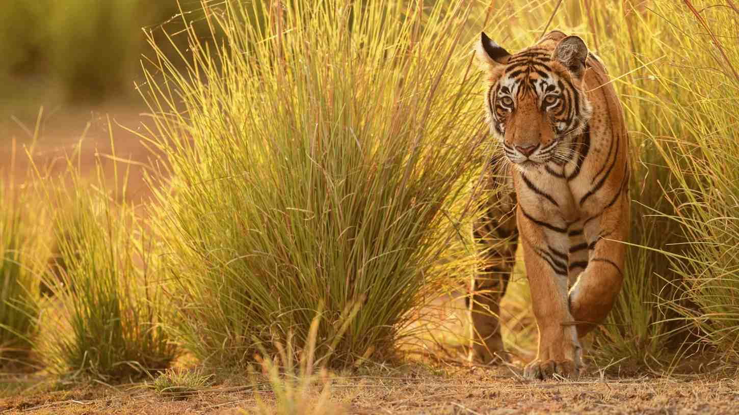 pench tiger reserve and national park