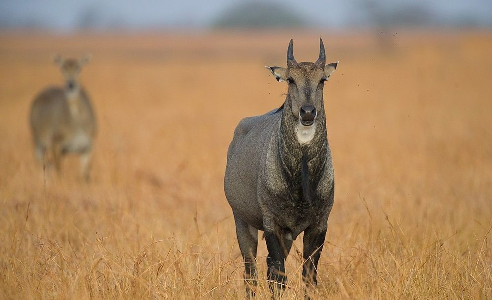 phulwari ki nal wildlife sanctuary