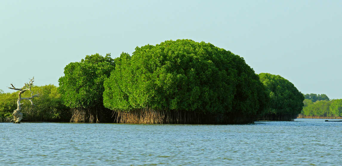 pichavaram mangrove forests