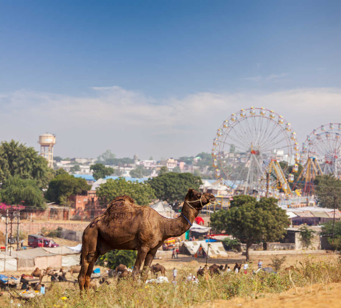 pushkar jaipur