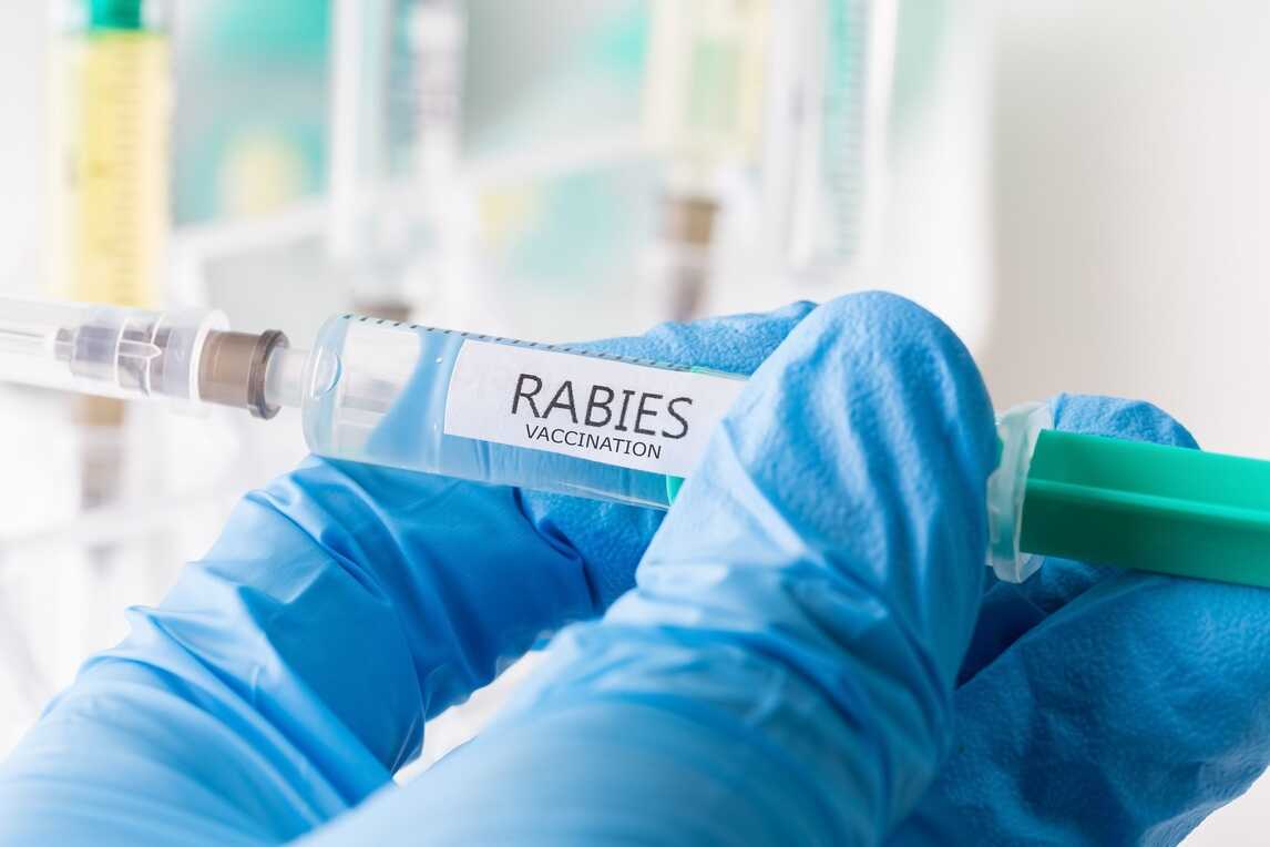 Rabies Vaccine Benefits Purpose And Dosage 4549