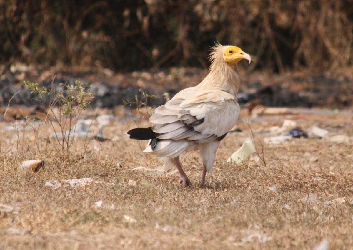 ramadevara betta vulture sanctuary