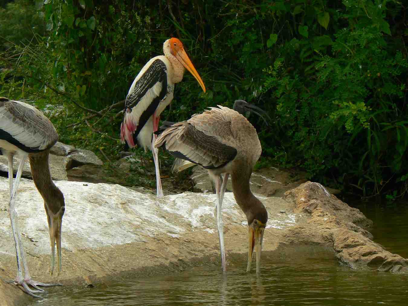 ranganathittu bird sanctuary