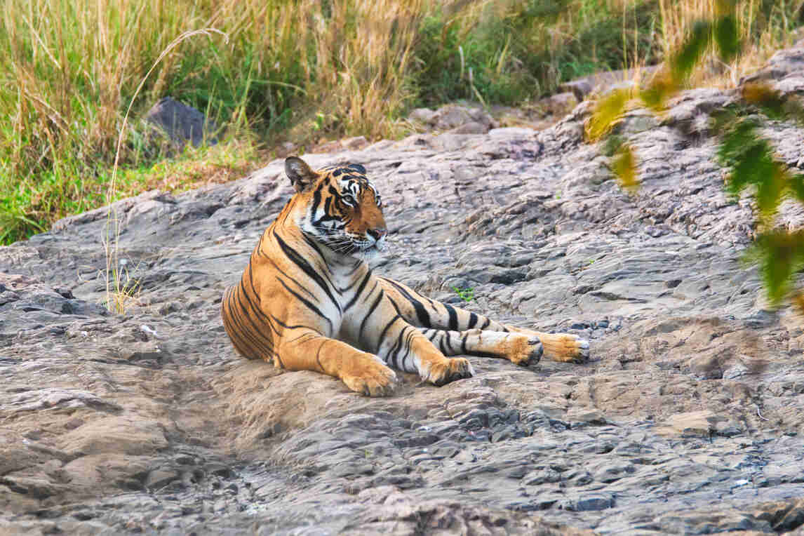 ranthambhore tiger reserve