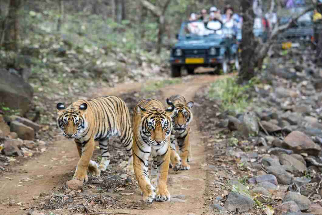 ranthambore rajasthan