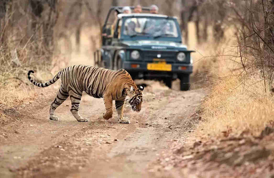 ranthambore